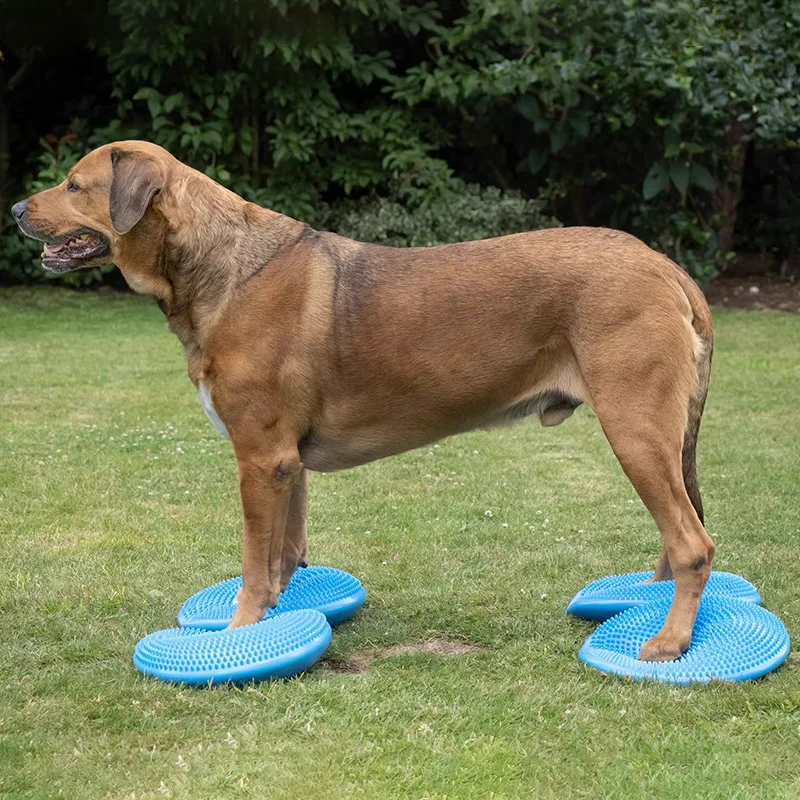 Hunde Trainings hilfen Balance – Flying Disc Dog Training Toy Bewertung und Preis
