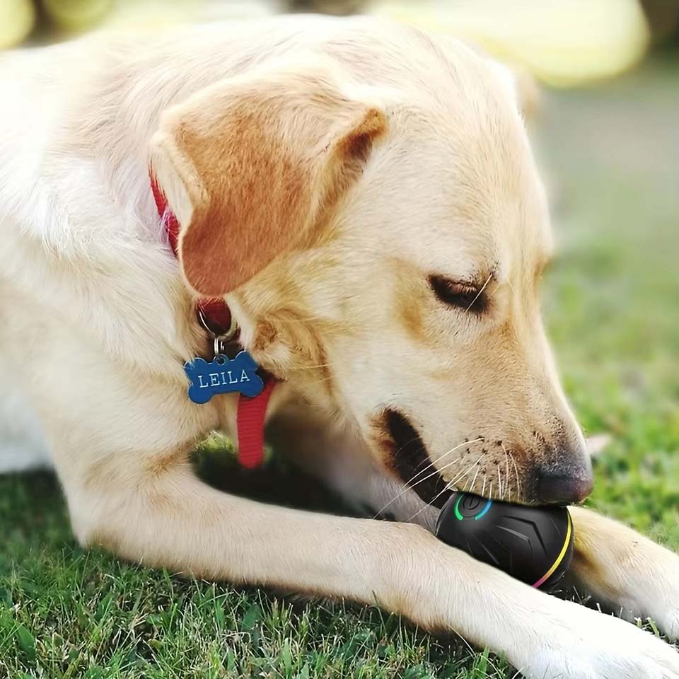 Interaktive intelligente Hunde – Automatic Moving Dog Ball Bewertung und Preis