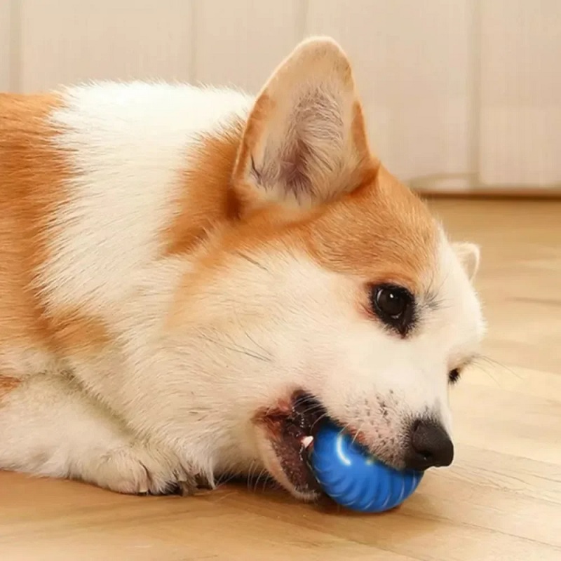Hundespielzeugball Automatisch – Suction Cup Dog Tug Toy Bewertung und Preis