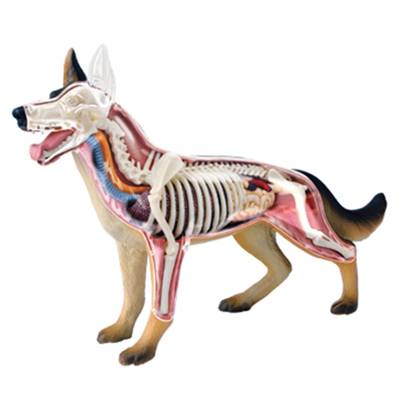 Tierorgan-Anatomie-Modell 4D H – Dog Toys Bewertung und Preis